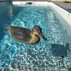 canard-piscine-Revd'eau